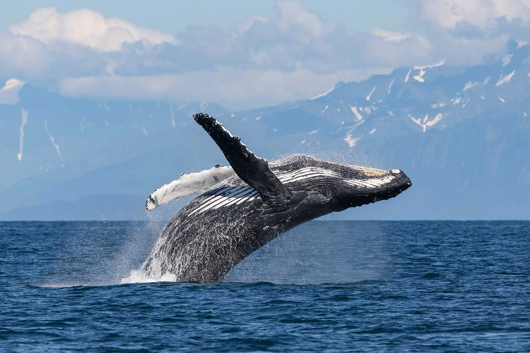Humpback Whale - Massive Breach!