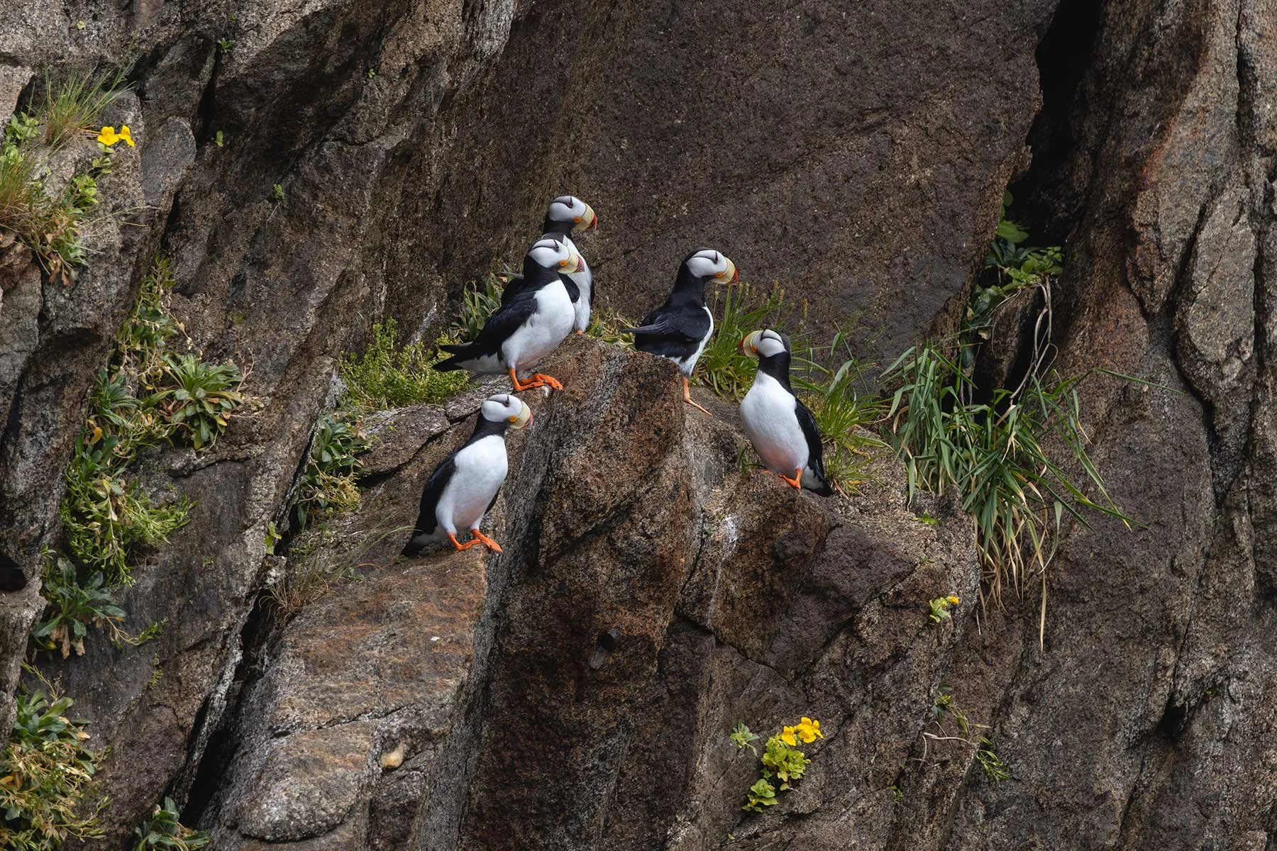 Horned Puffin Circus