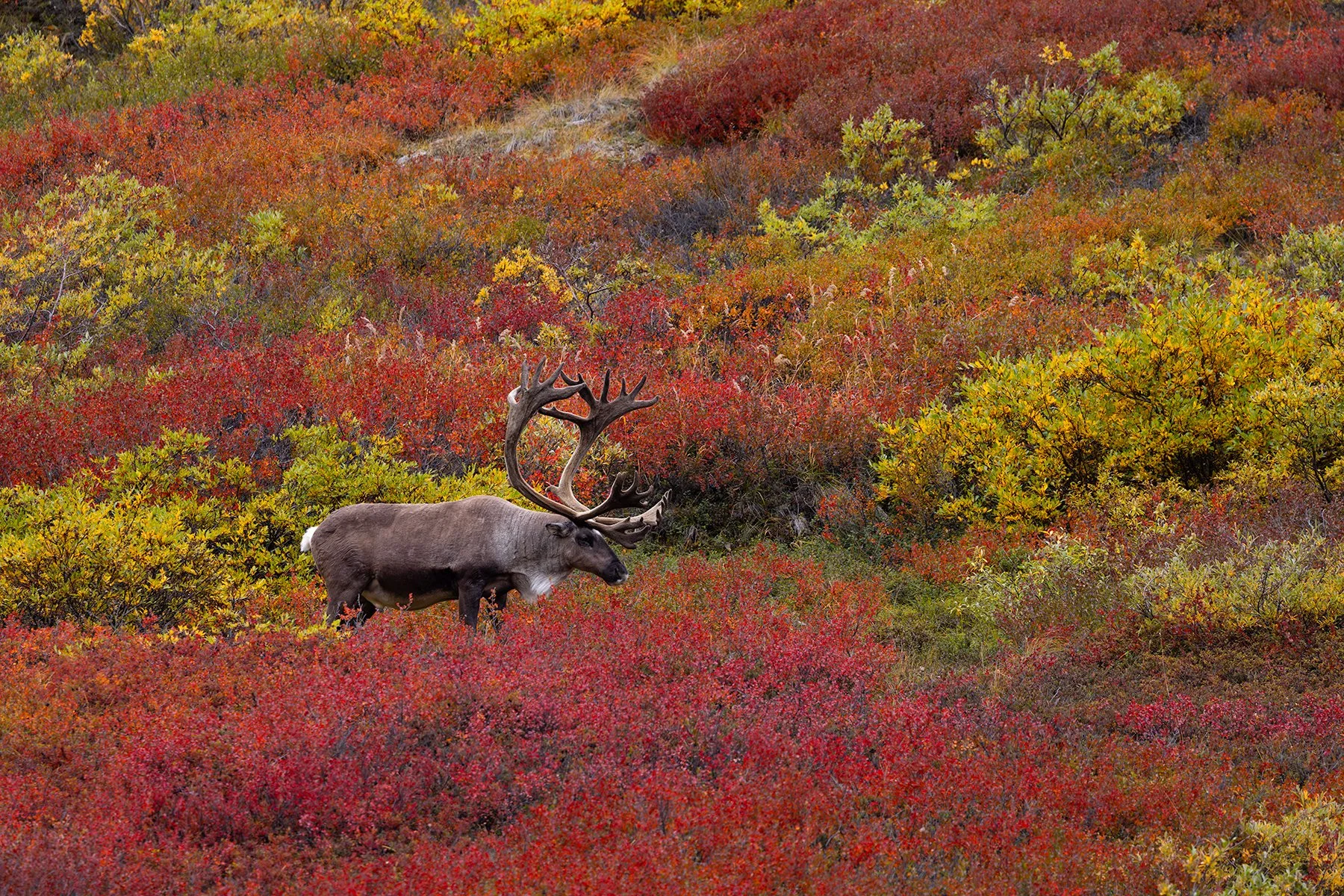Bull Caribou - Vibrant Colors