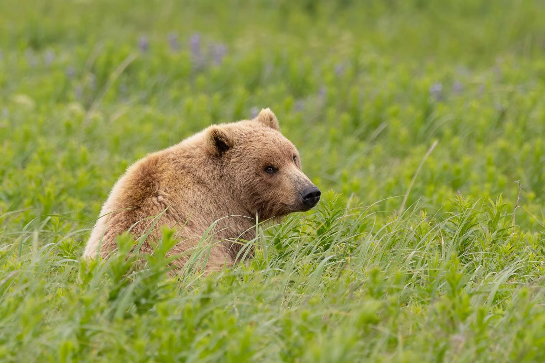 Brown Bear - Grassy Meadow