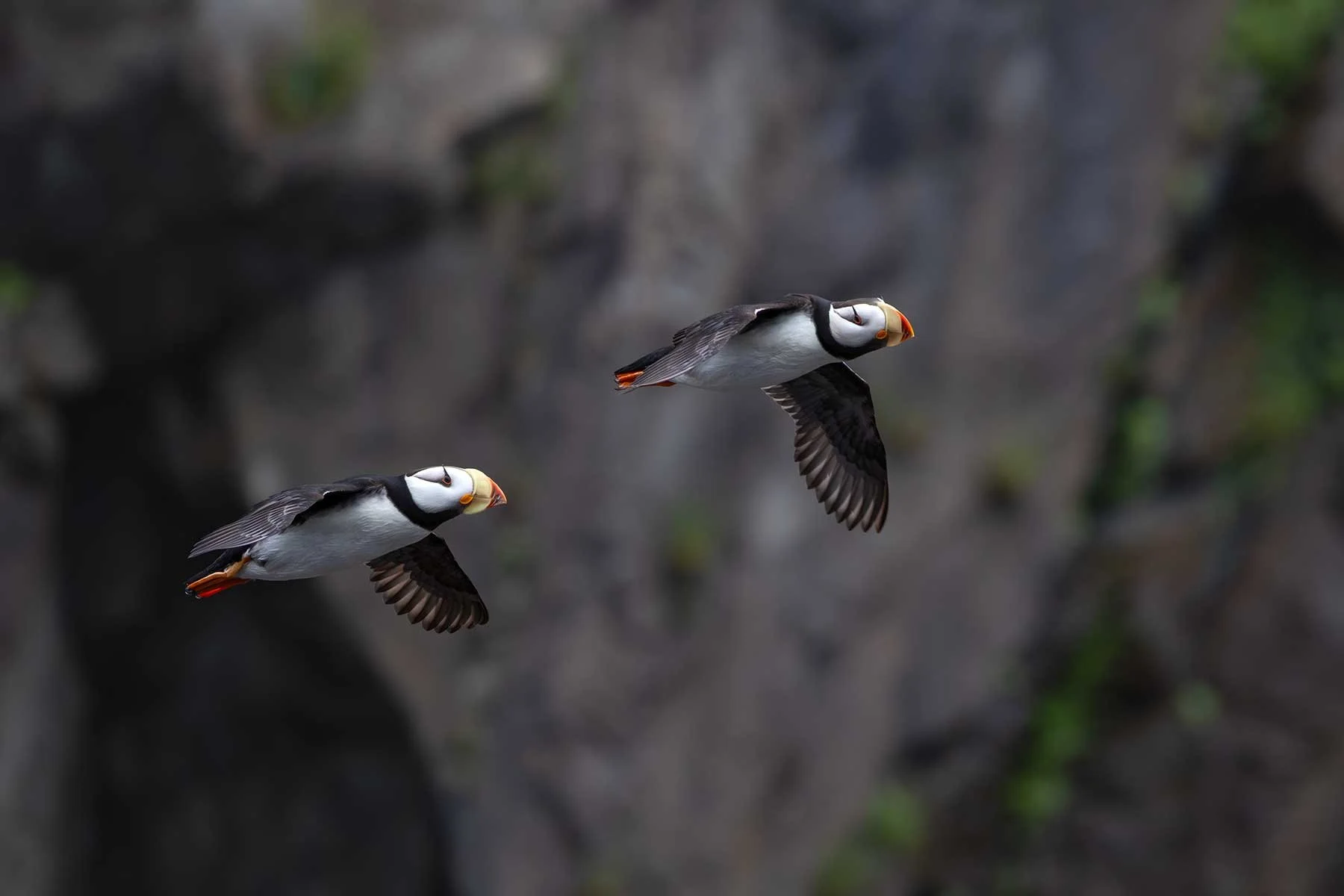 Horned Puffin In-flight Duo