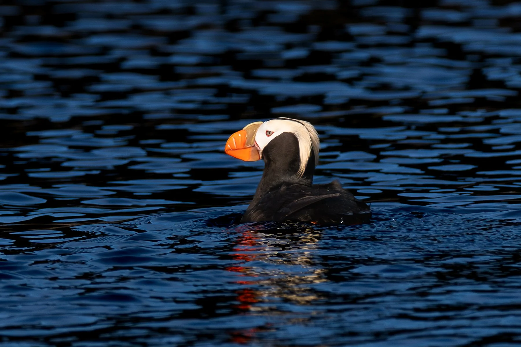 Tufted Puffin - Dark Ripples