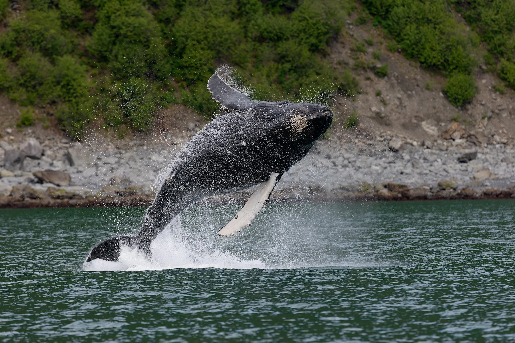 Breaching Calf - Humpback Whale