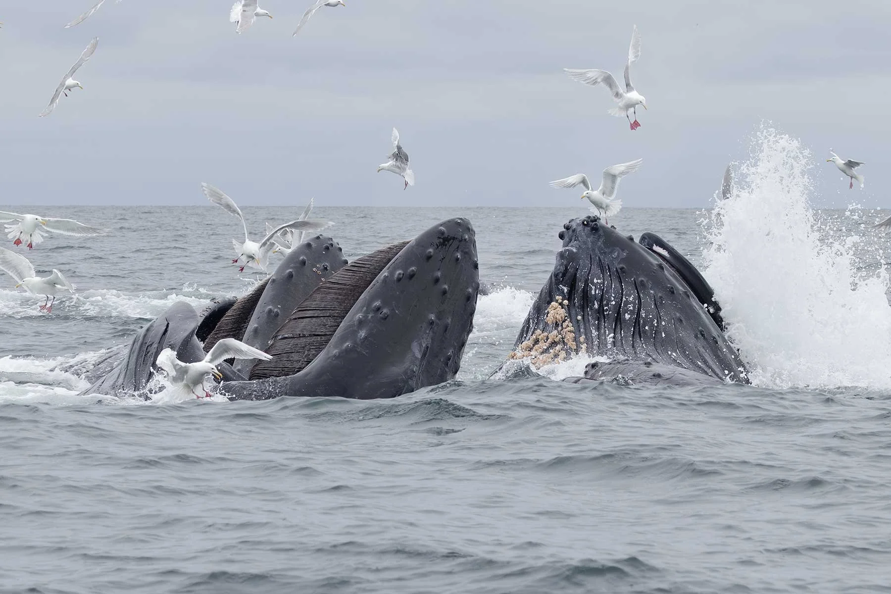 Humpback Whales - Bubble-net Feeding