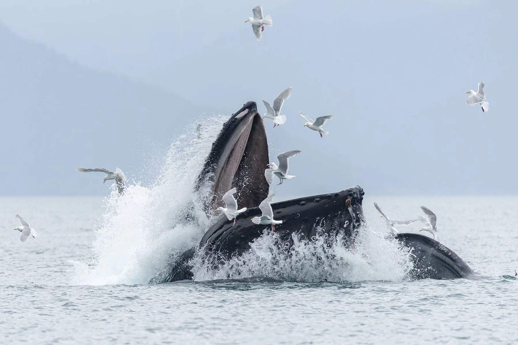 Humpback Whales - Bubble-net Feeding
