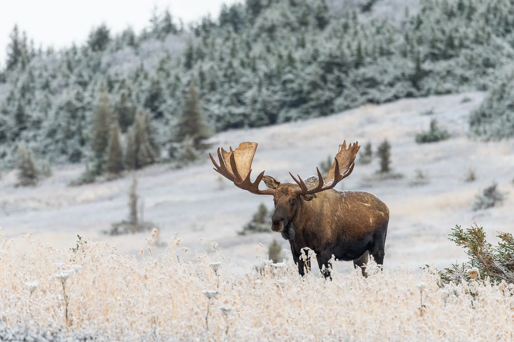Bull Moose - Impressive View