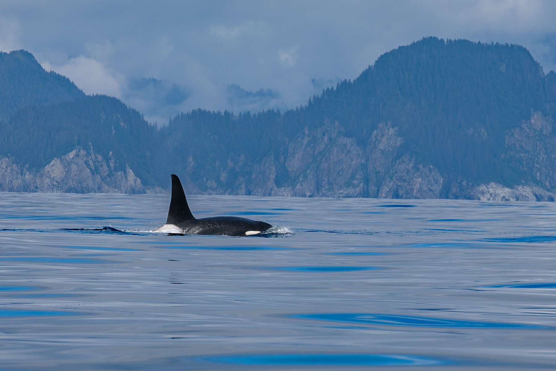 Orca - Spotlight