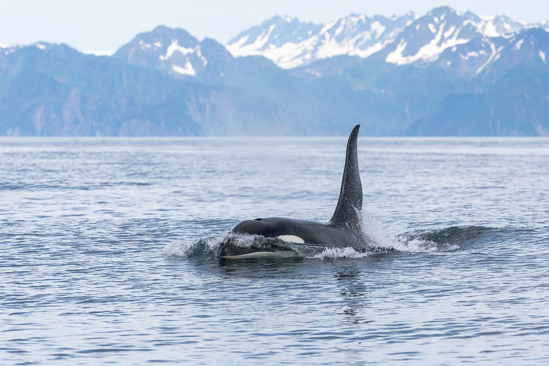 Orca - porpoising!