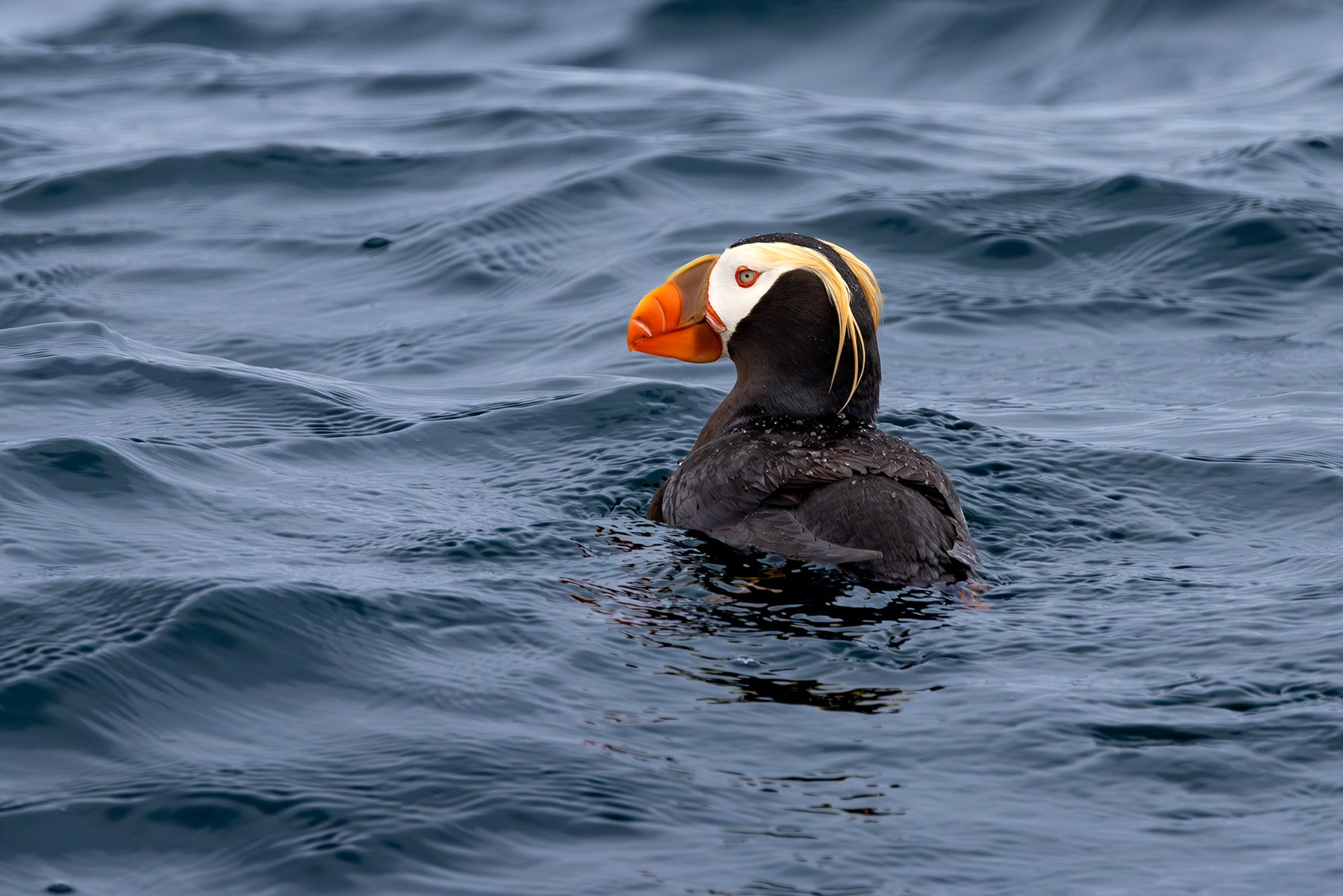 Tufted Puffin