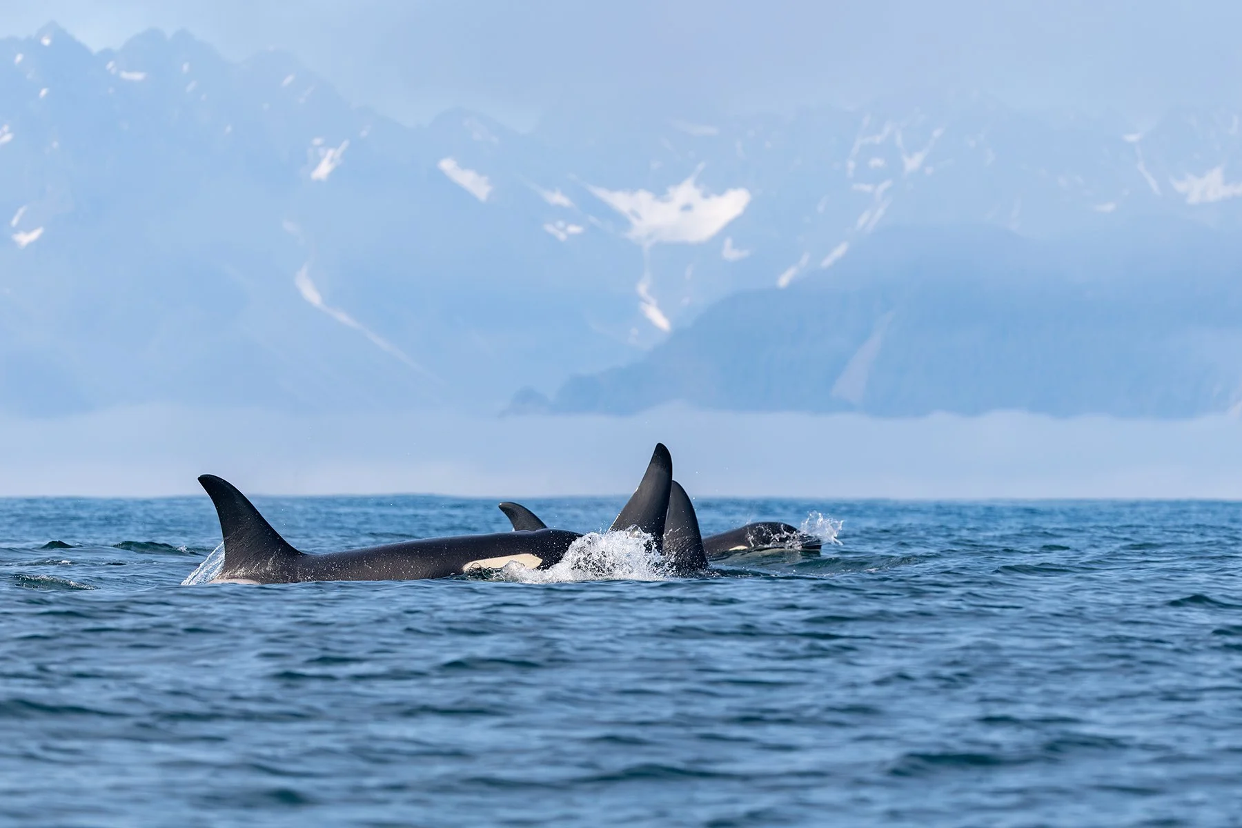 Orca - Pod