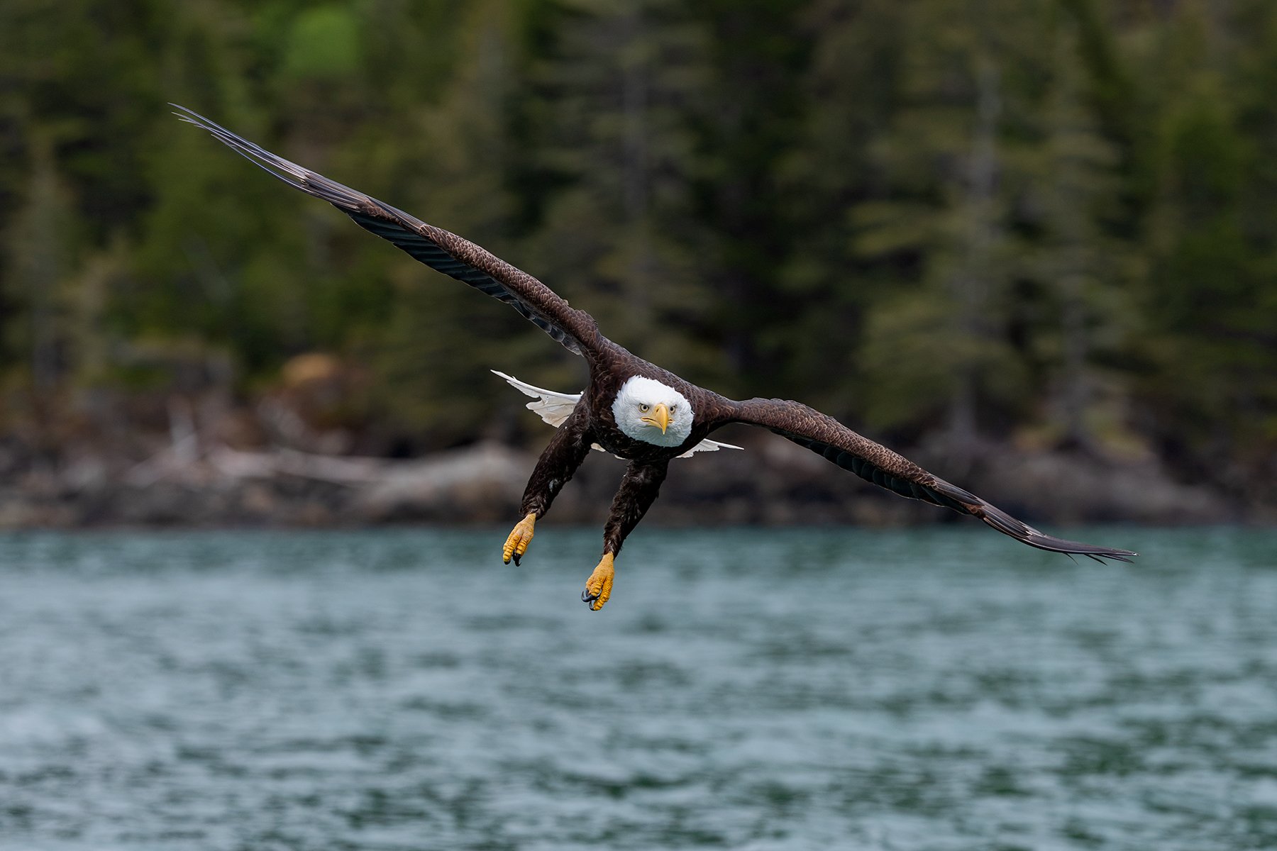 Bald Eagle - Swoop