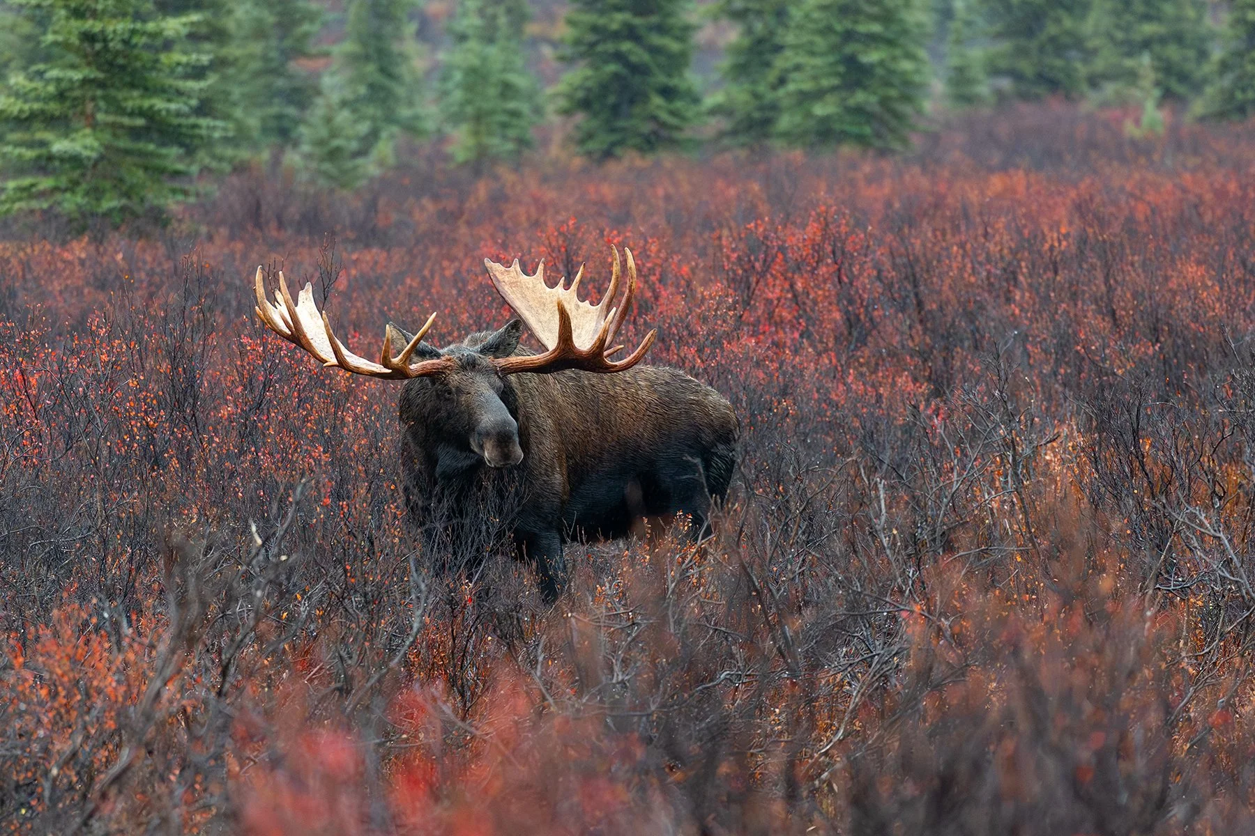 Bull Moose - Reds
