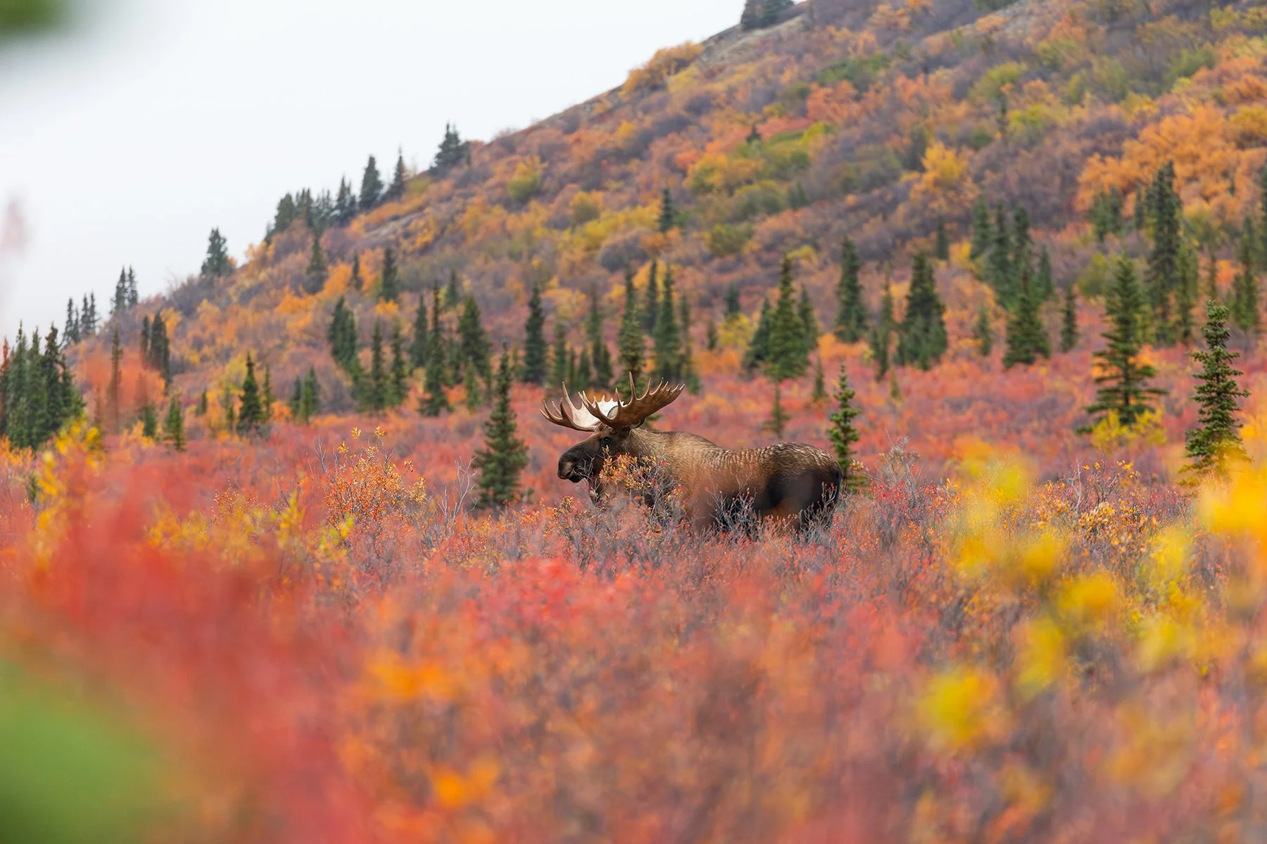 Bull Moose - Environmental Image