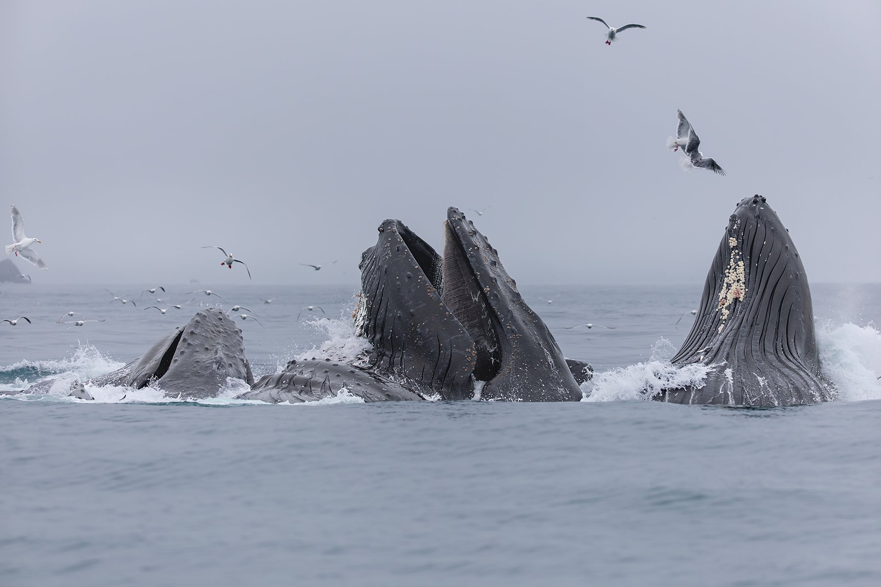 Humpback Whales - Bubble-net Feeding