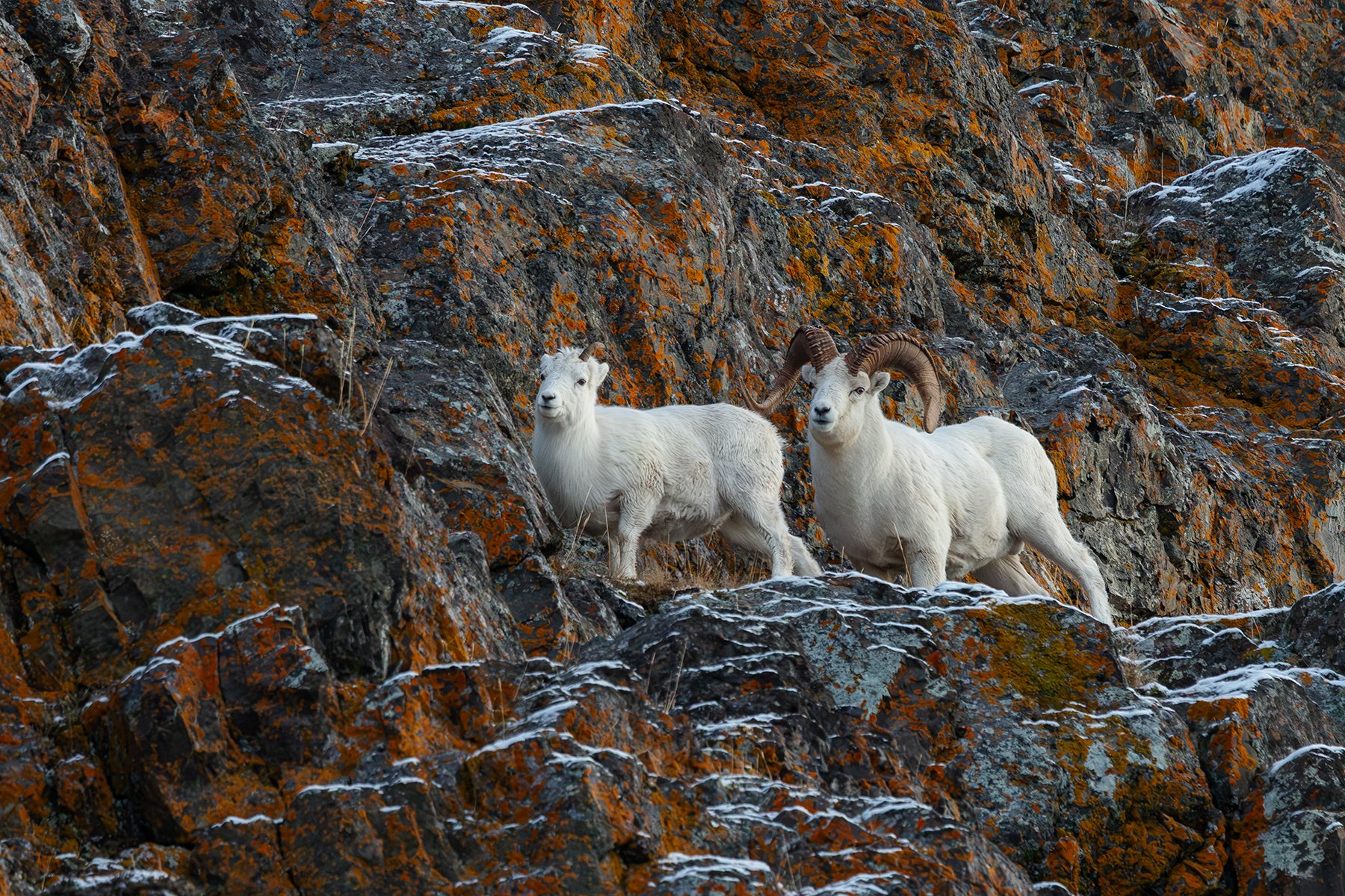 Dall Sheep Ram with Ewe