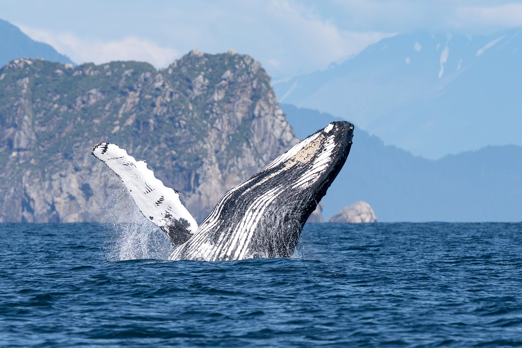 Humpback Whale - Wave