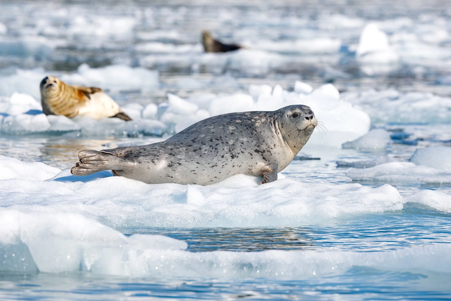 Harbor Seals - On the Ice