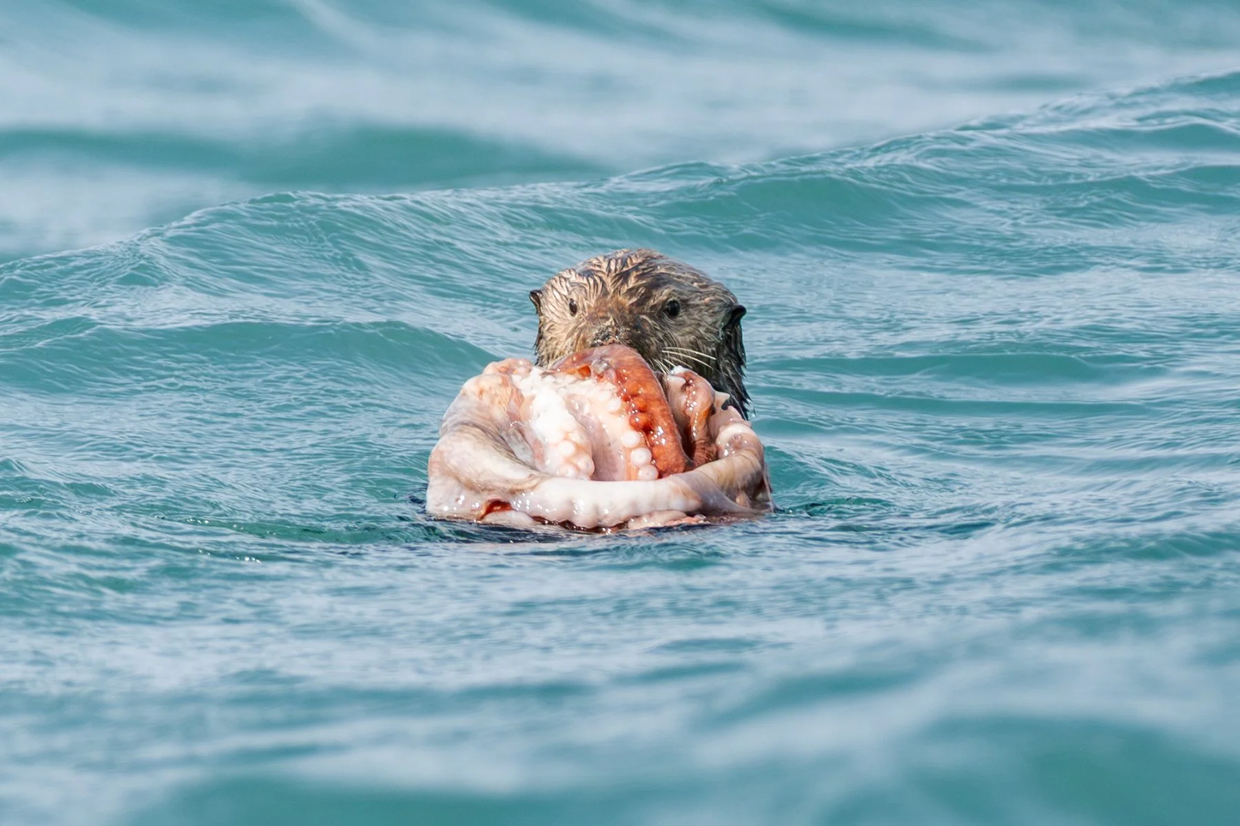 Sea Otter with Octopus!