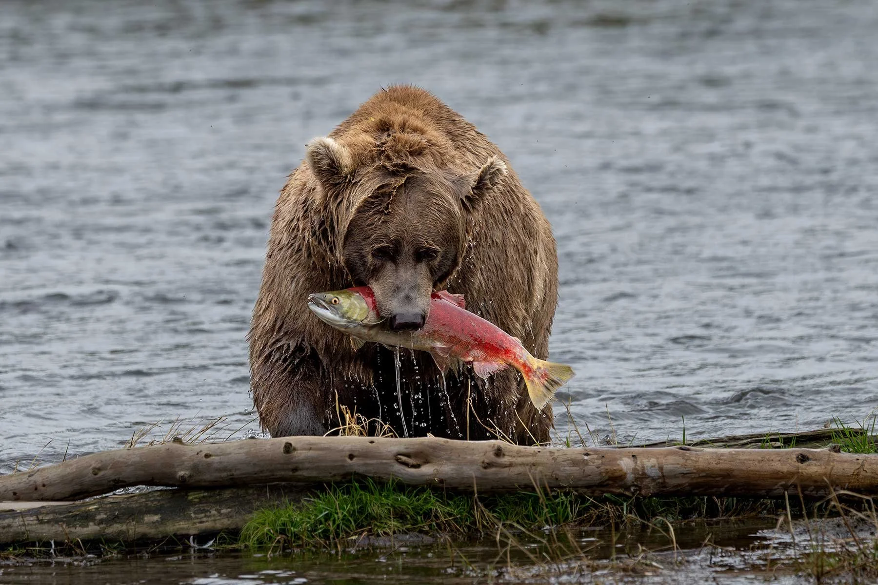 Brown Bear - Fresh Catch!