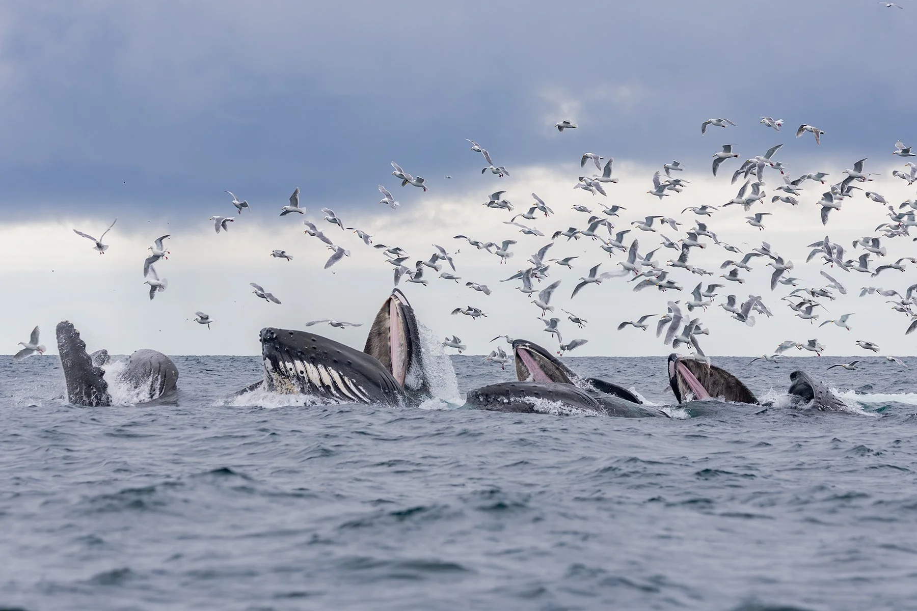 Humpback Whales - Bubble-net Feeding