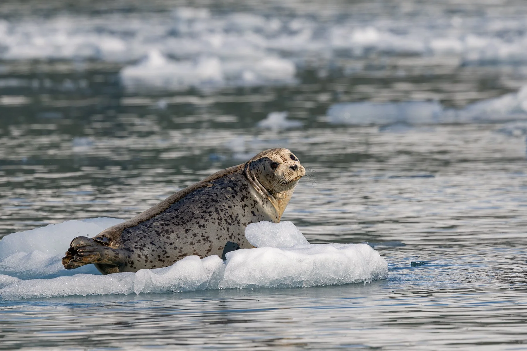 Harbor Seal - On the Ice