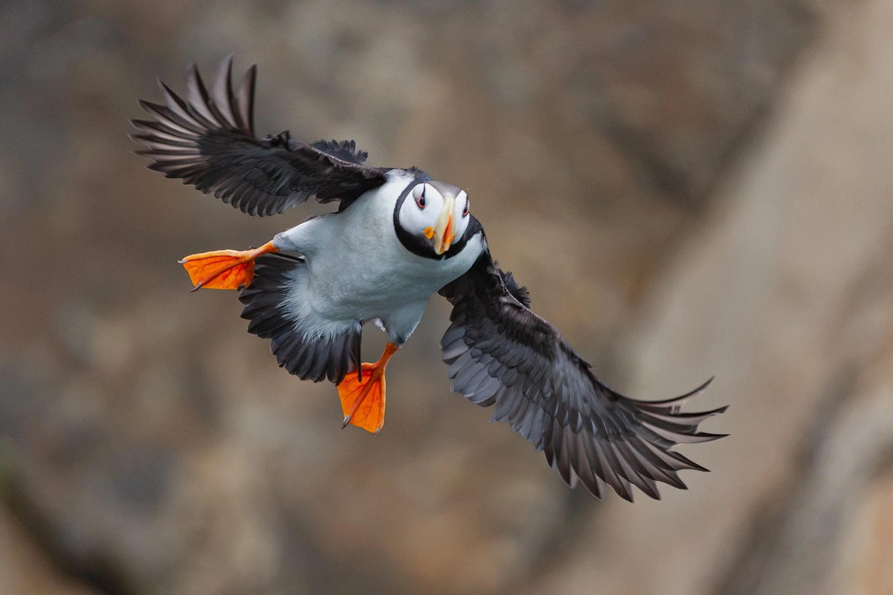 Horned Puffin - Coming in for a Landing