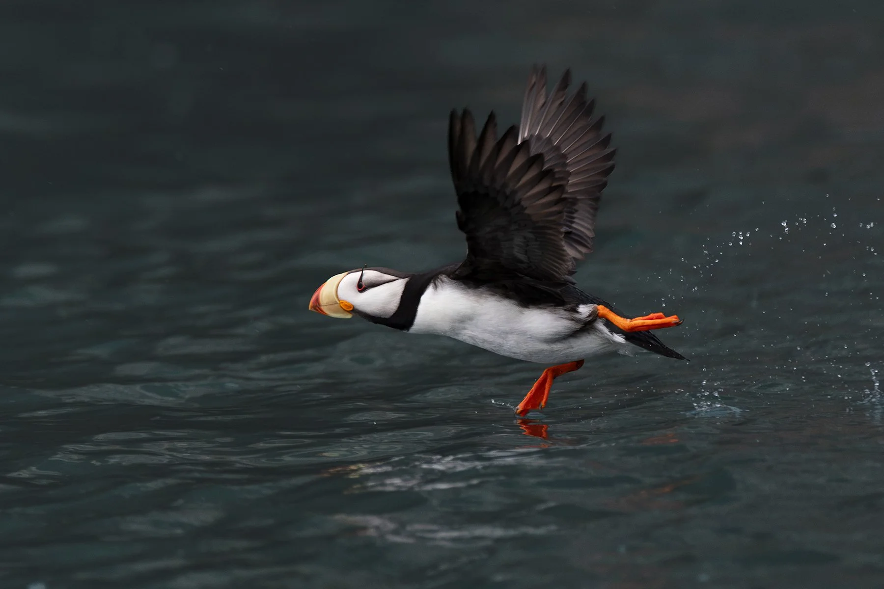 Horned Puffin - Ready For Takeoff