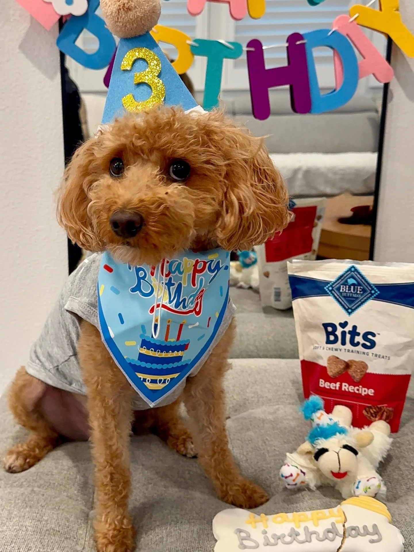 Today is our sweet Mr Milo&rsquo;s 3rd Birthday!
We love this little pup so much 🐾🤎🐶🎂

#freshpetfood #puppybirthday #petco #bluebuffalodogfood