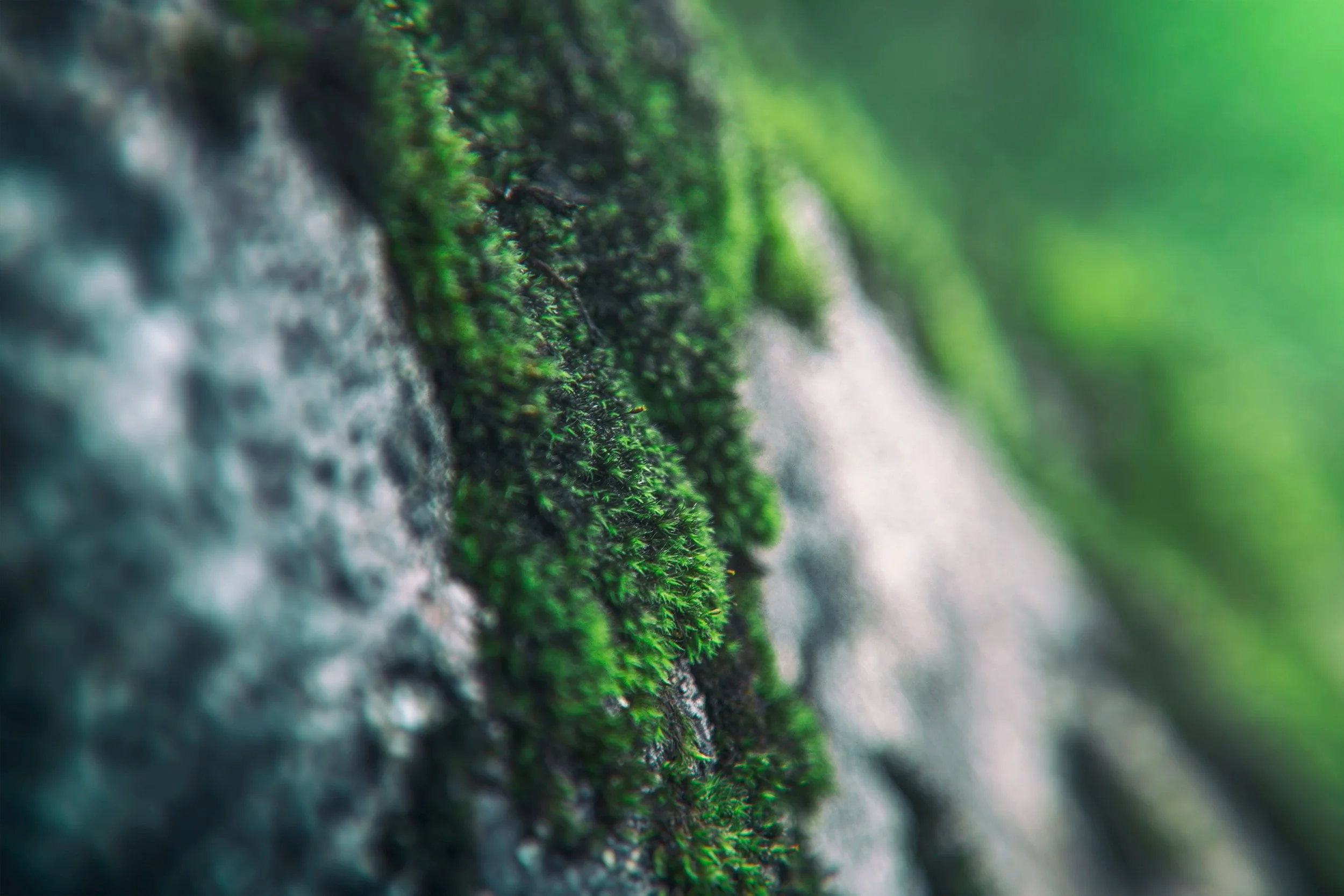 Vibrant forest green moss grows on a mostly out of focus light grey speckled boulder