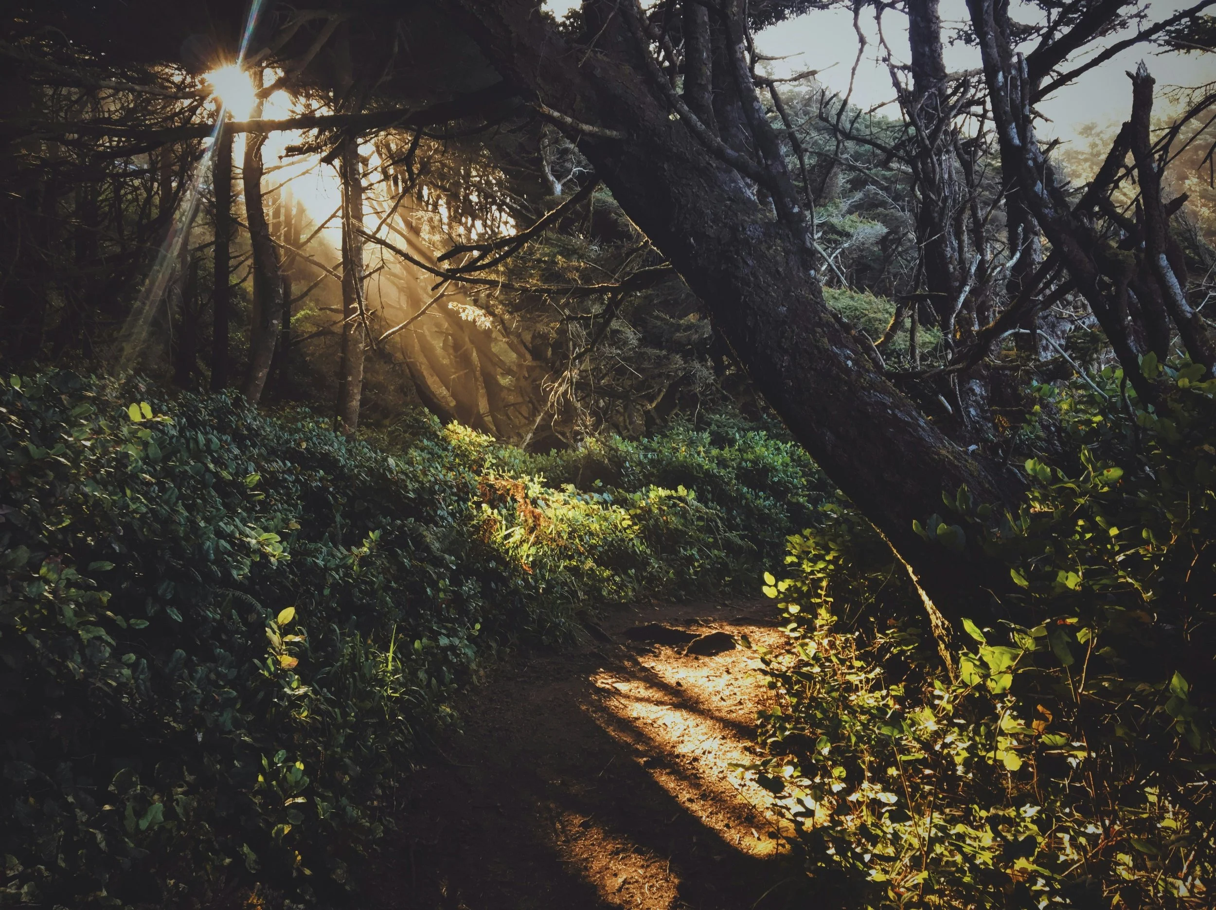 A sunbeam splays across a lush wooded landscape