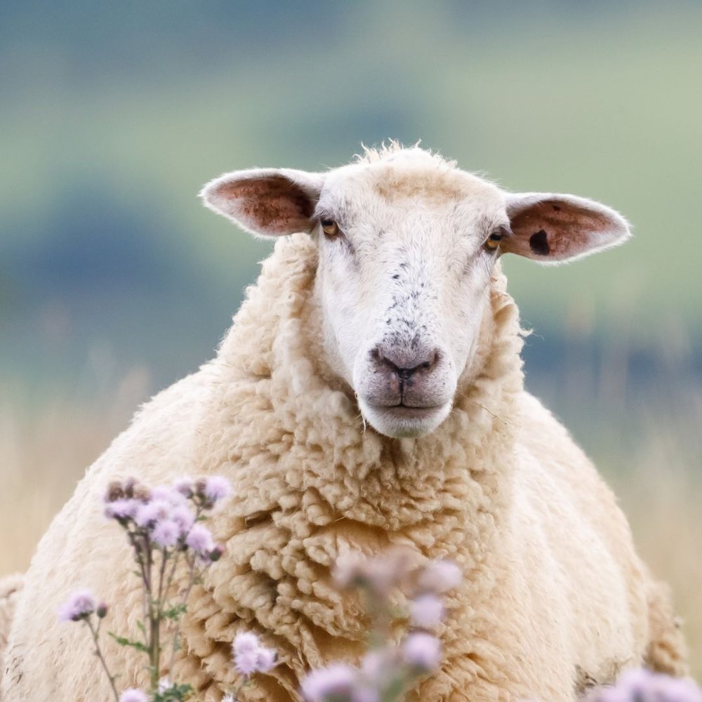 Sleepy Sickness in Pregnant Ewes — Rangiora Vet Centre Sleepy Sickness in Pregnant Ewes — Rangiora Vet Centre