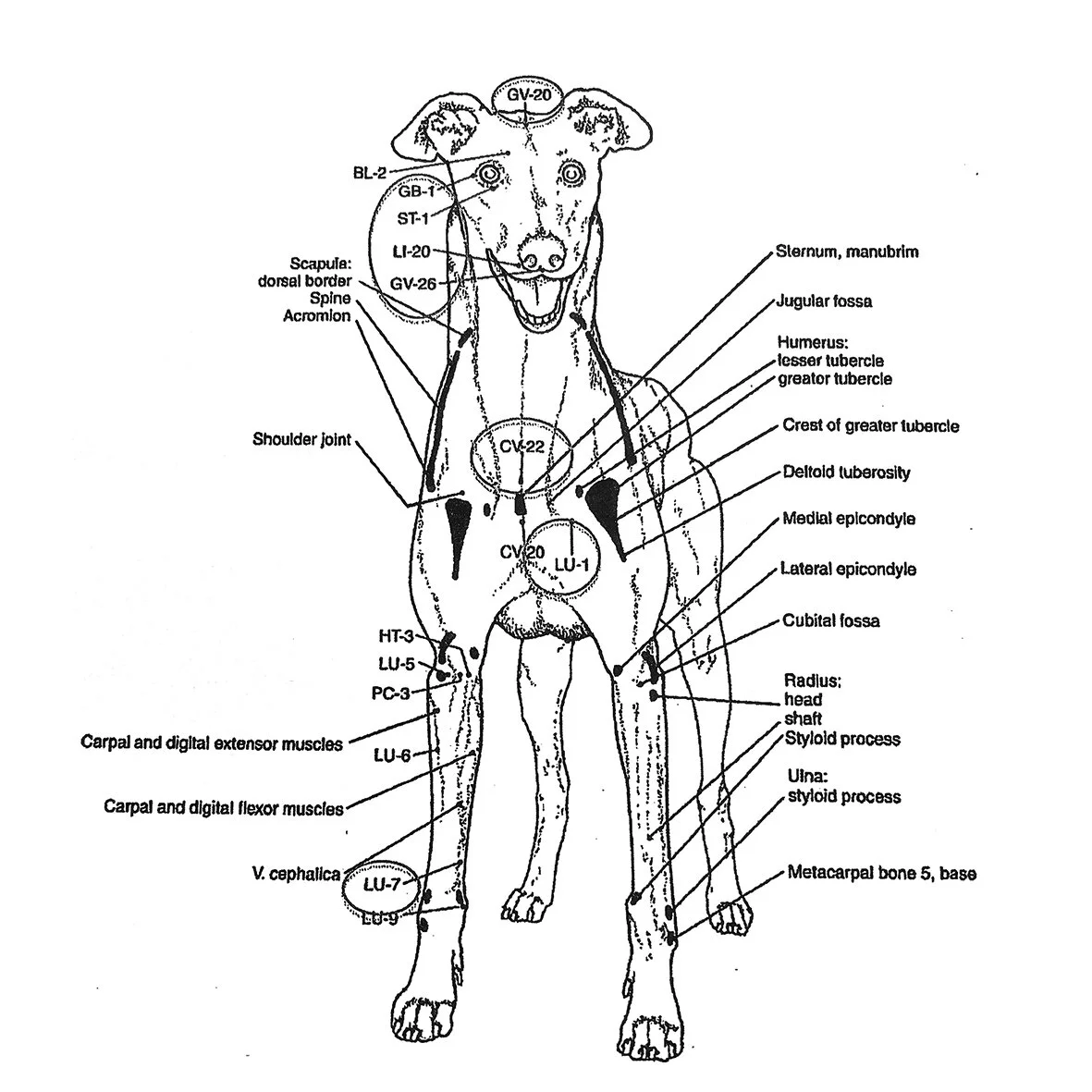 Acupuncture — Rangiora Vet Centre