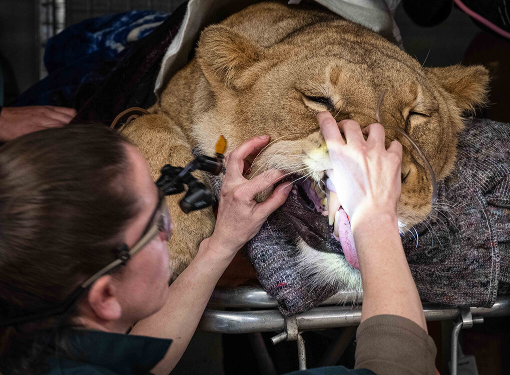 Orana Wildlife Park — Rangiora Vet Centre