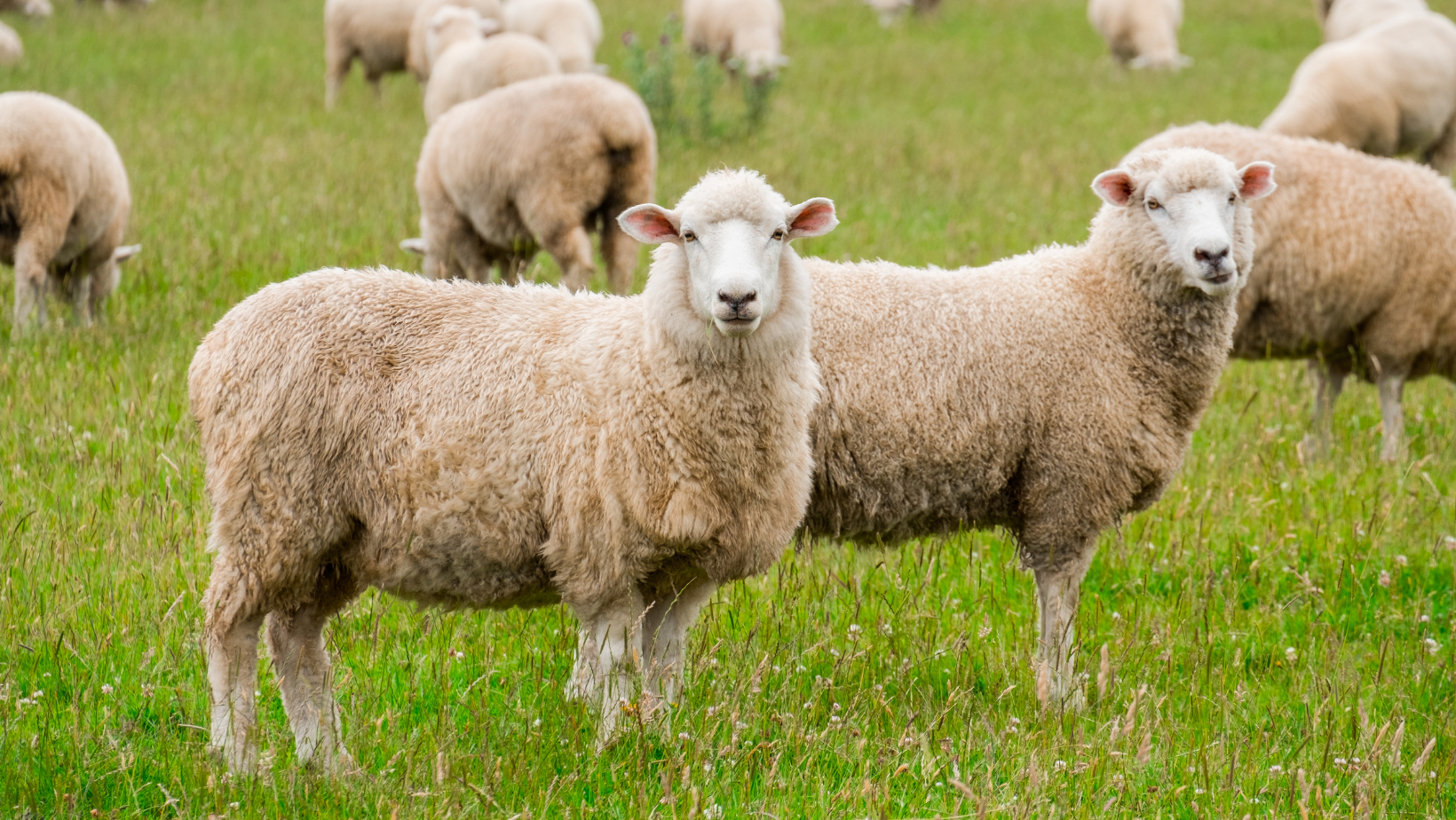 Sheep Husbandry — Rangiora Vet Centre