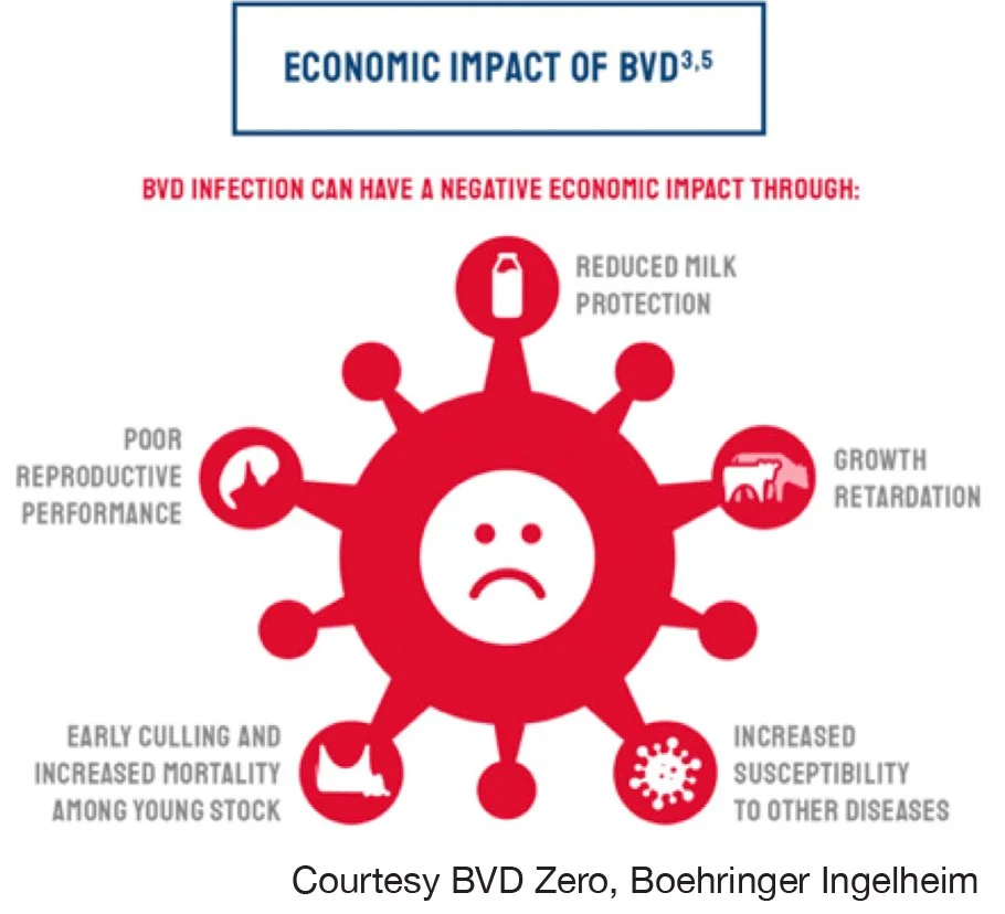 Bvd Md Virus , The Ocular Lesions of Bovine Viral Diarrhea-Mucosal ...