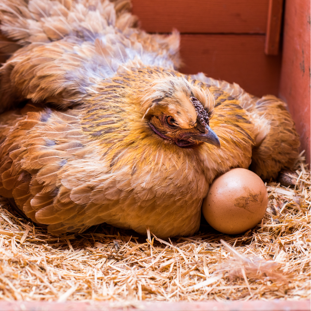 Chicken Reproductive System — Rangiora Vet Centre