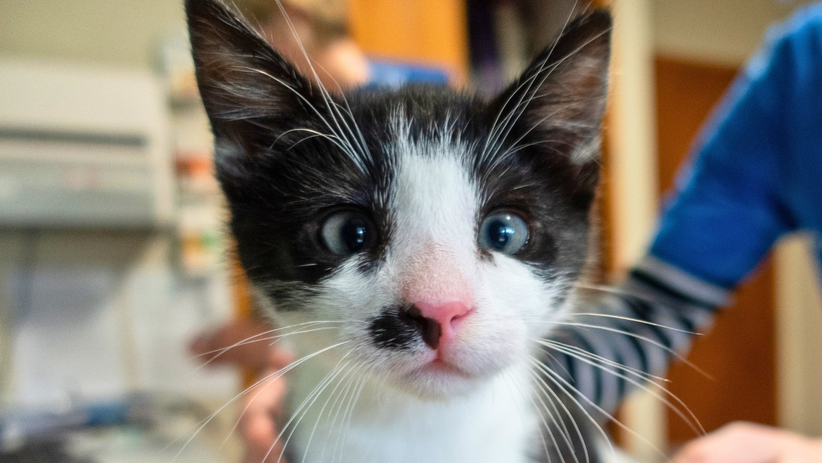 Kitten Care — Rangiora Vet Centre