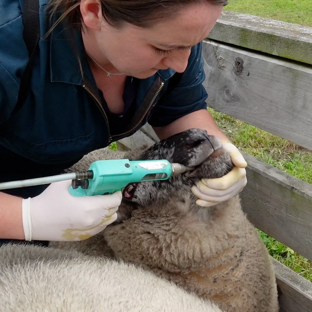 Drench In Ruminant Farm Animal Health: Goats & Kids — Rangiora Vet Centre