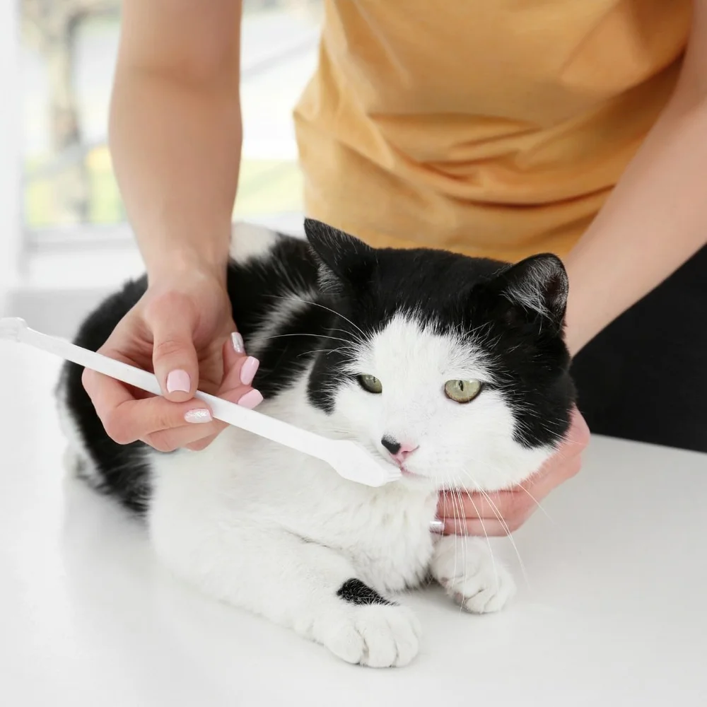 Dental Brush cat's teeth — Rangiora Vet Centre