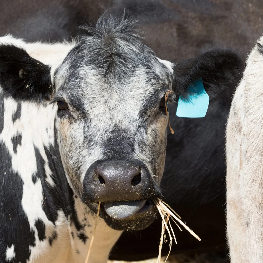 FAH Cow & Calf — Rangiora Vet Centre