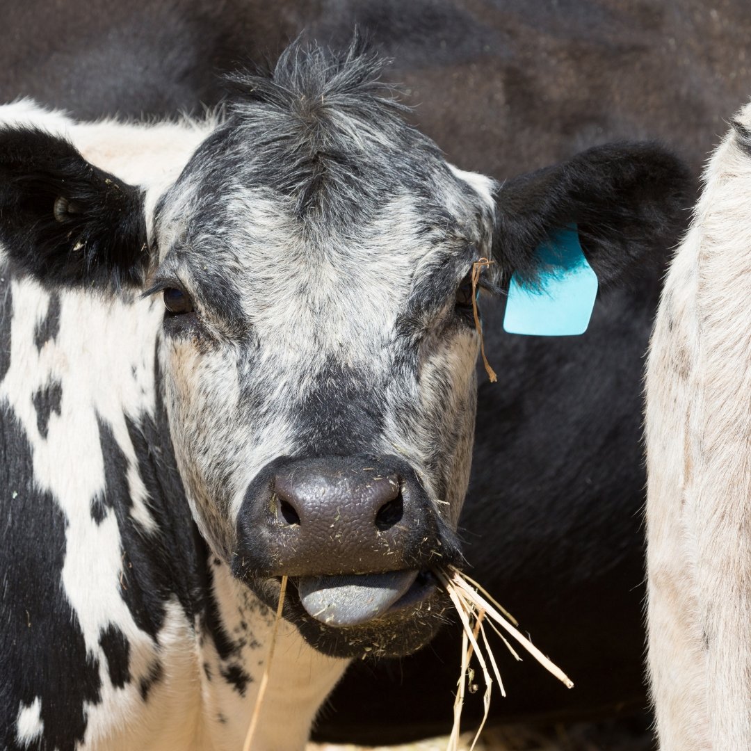 FAH Cow & Calf — Rangiora Vet Centre