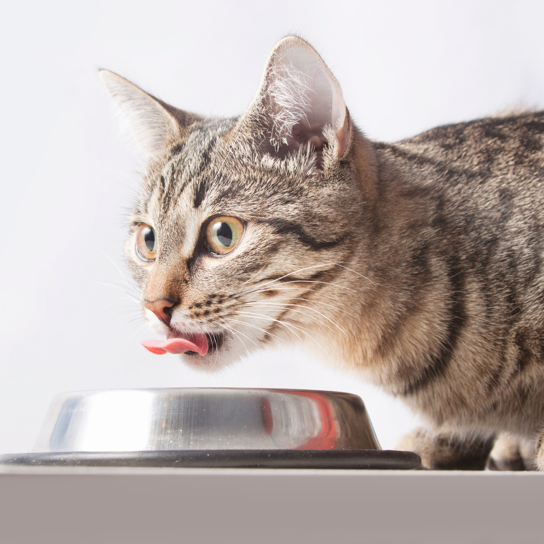 Chronic Kidney Disease in Cats — Rangiora Vet Centre