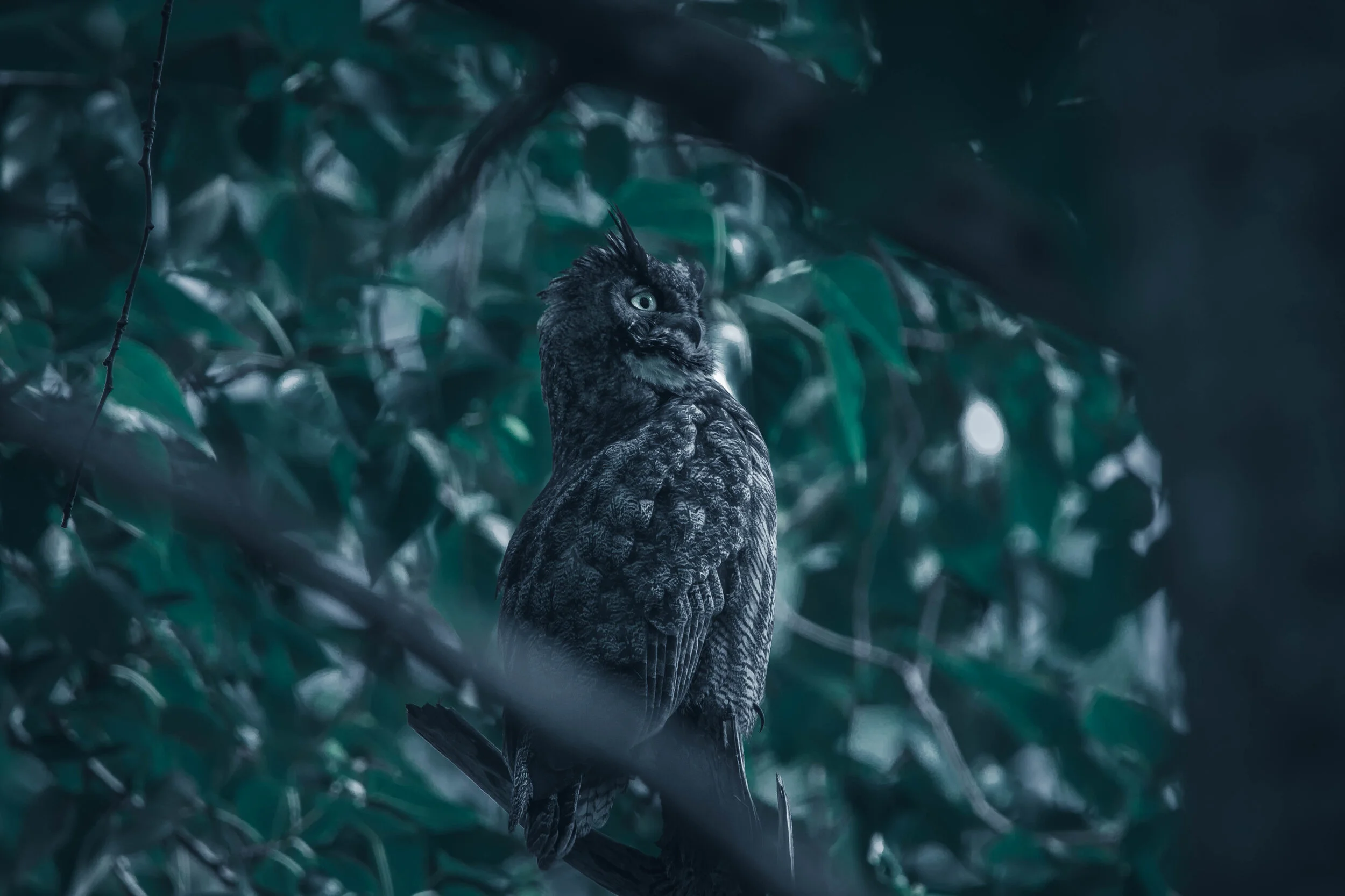 Great Horned Owl 2020