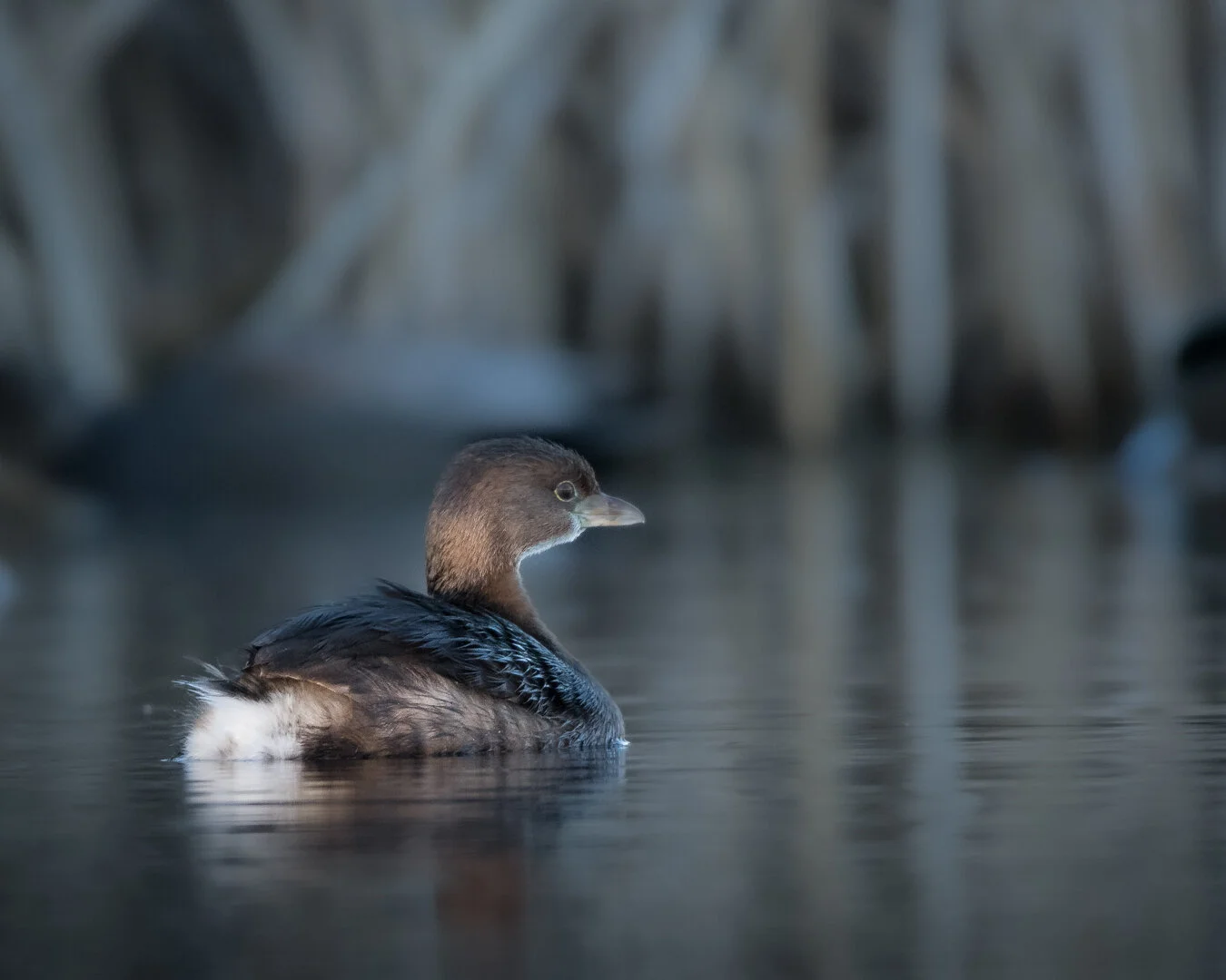 Pied Billed Grebes 2021
