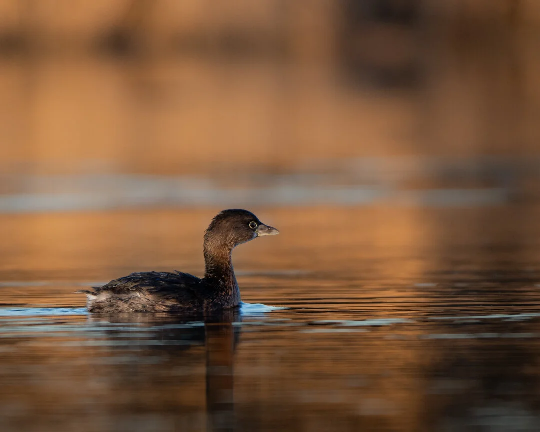 Pied Billed Grebes 2021