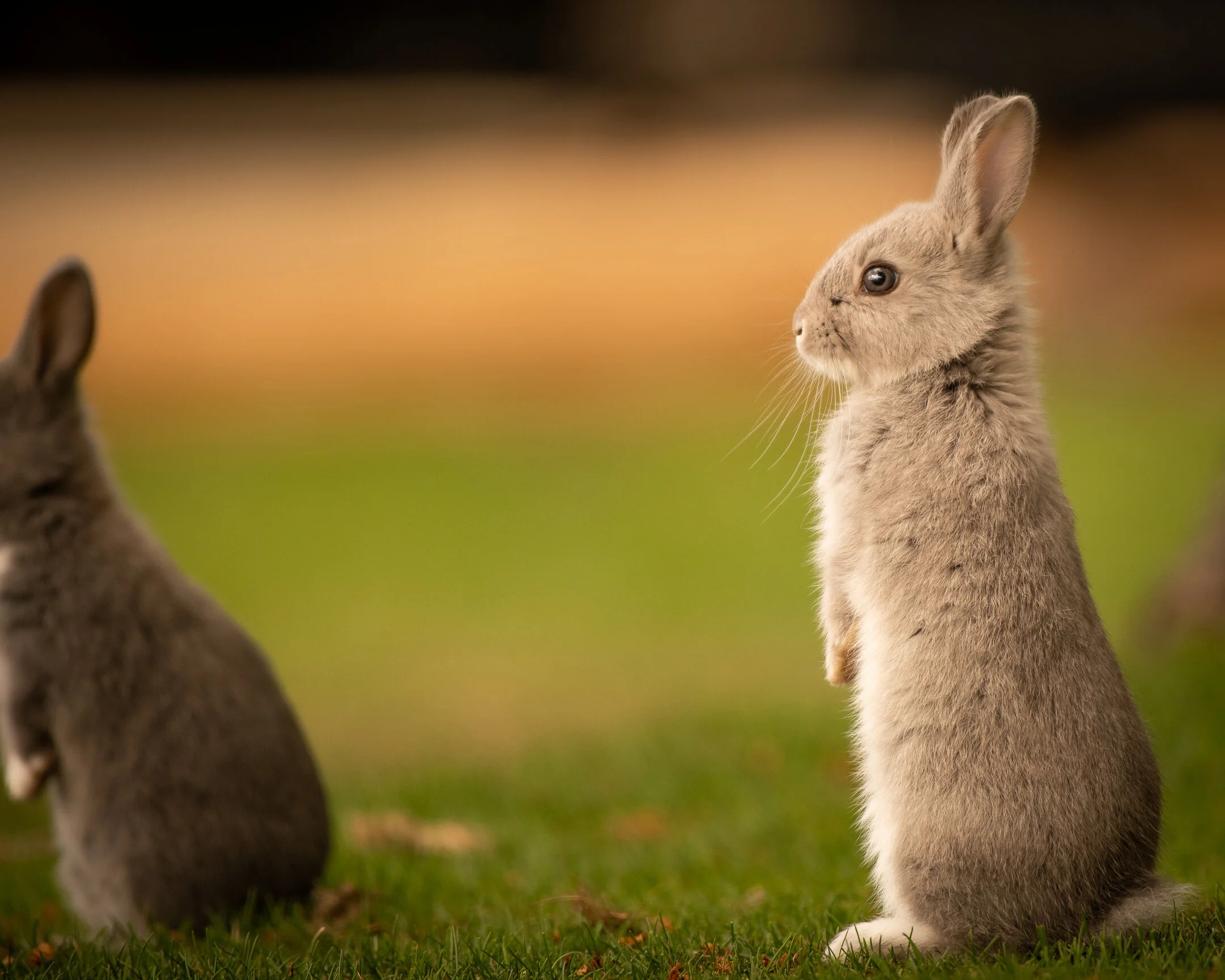 Rabbit 2021