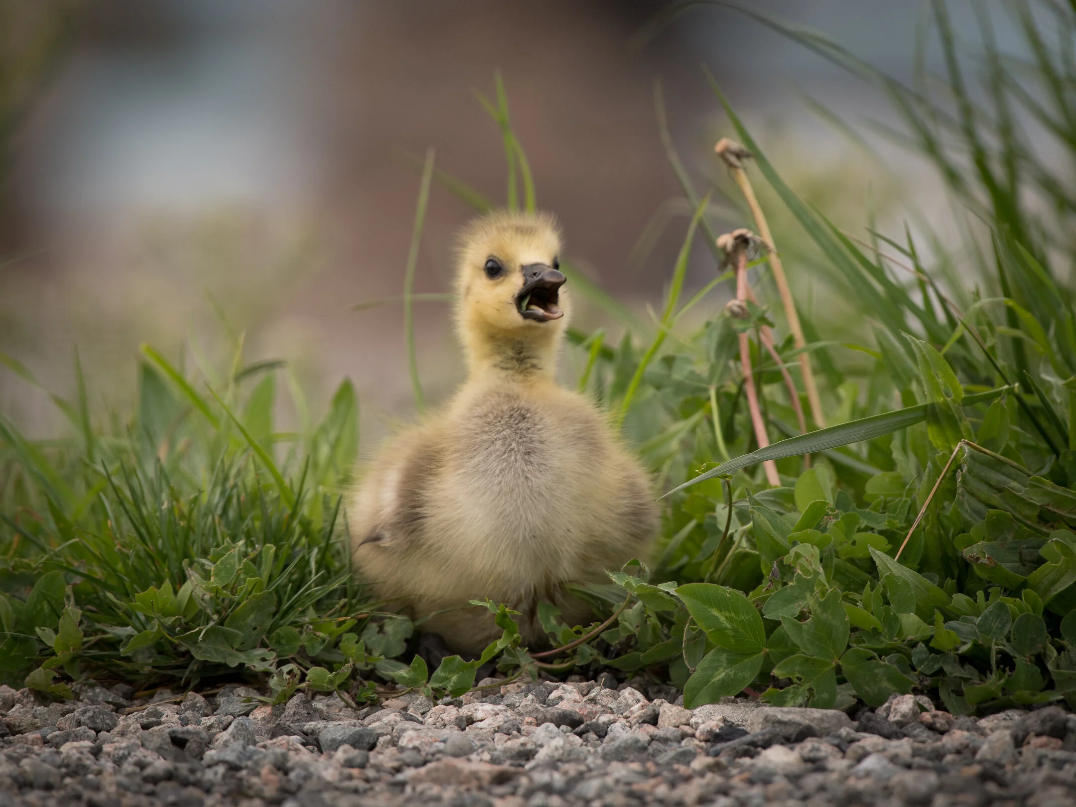 Canadian Goose Gosling 2021