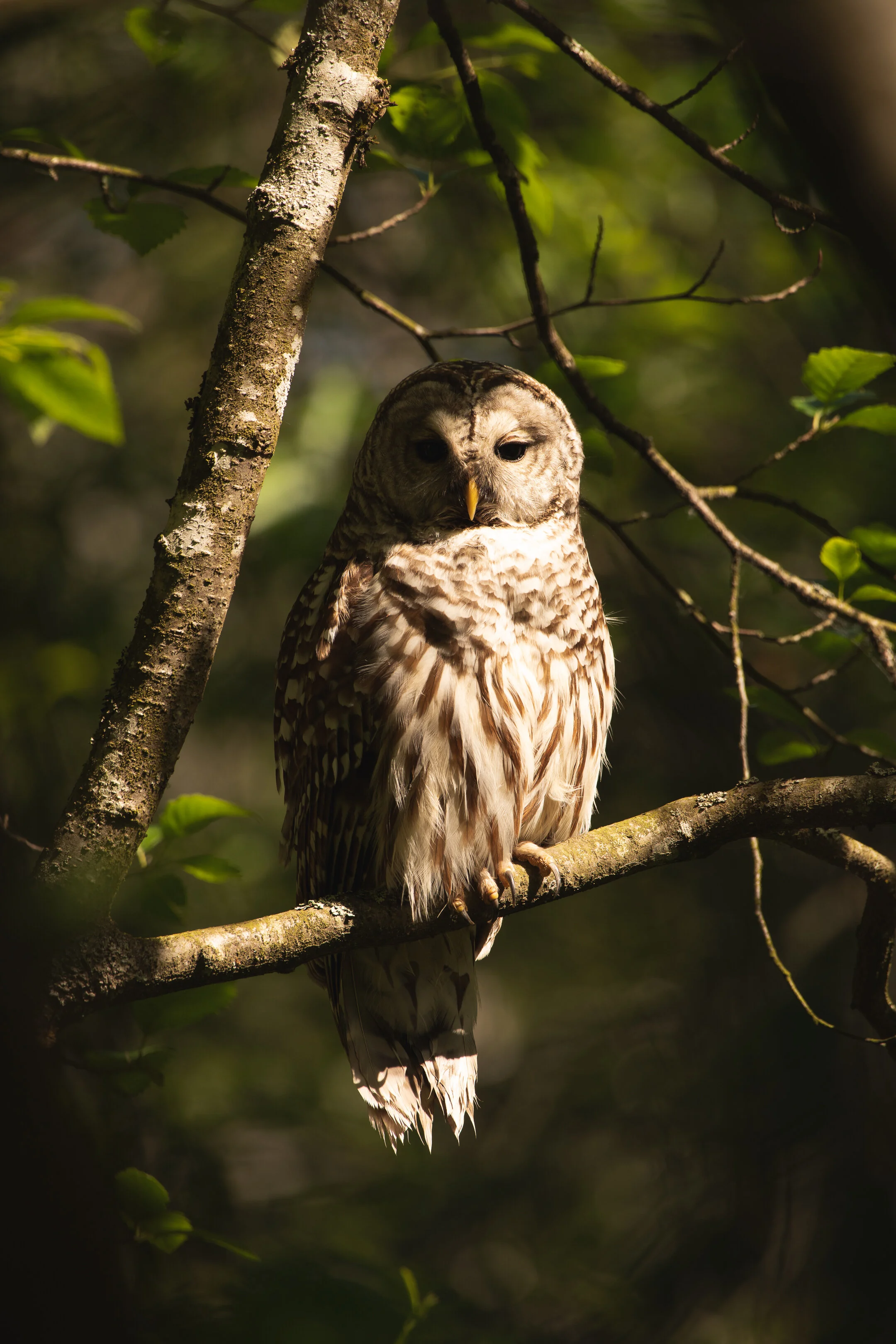 Barred Owl 2021