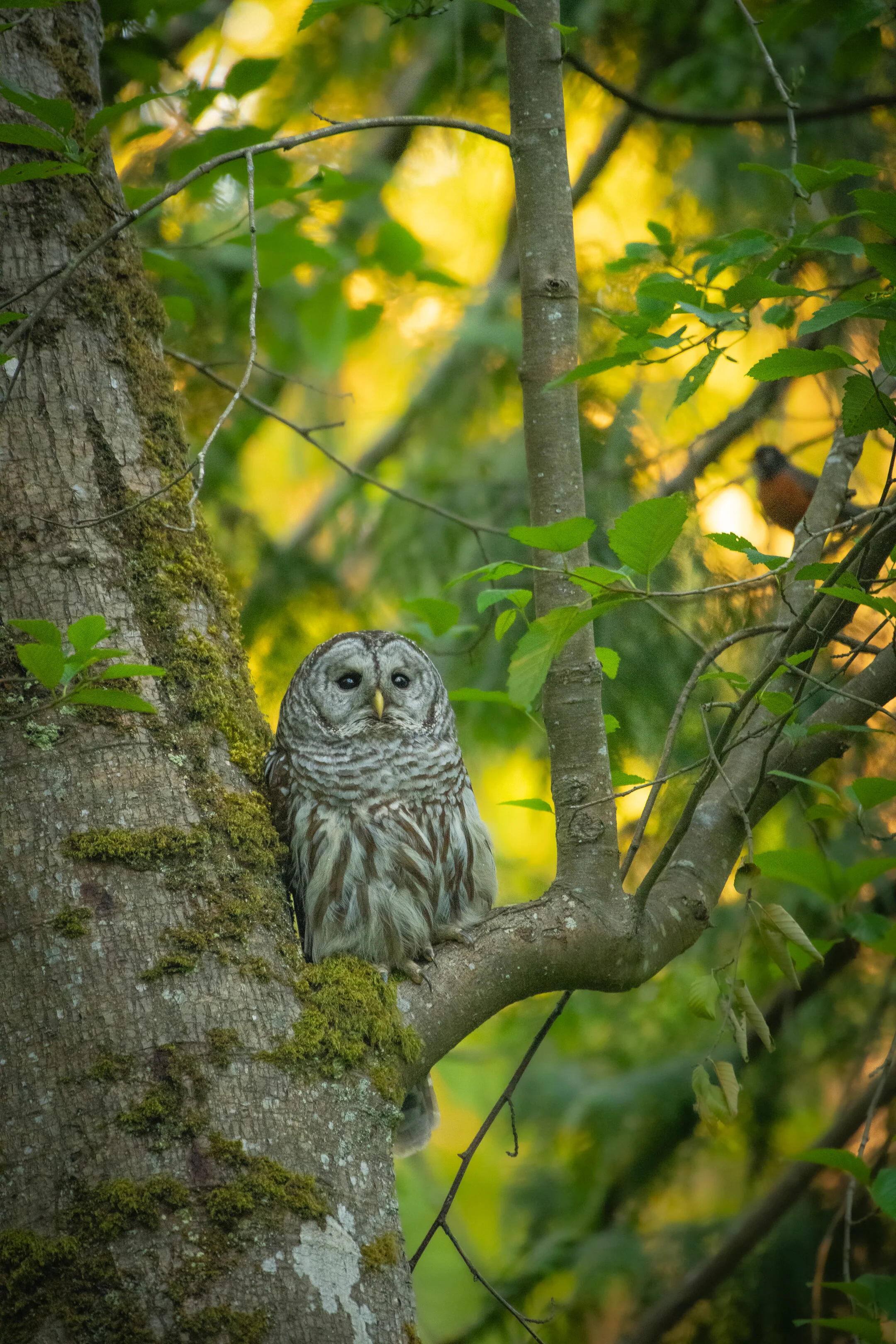 Barred Owl 2021