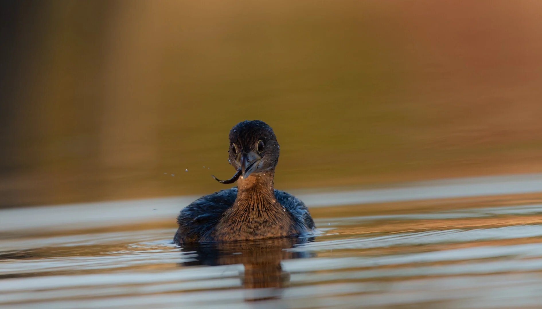 Pied Billed Grebes 2021
